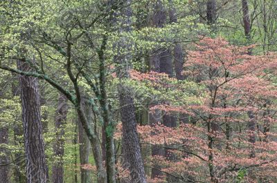 Spring Dogwoods