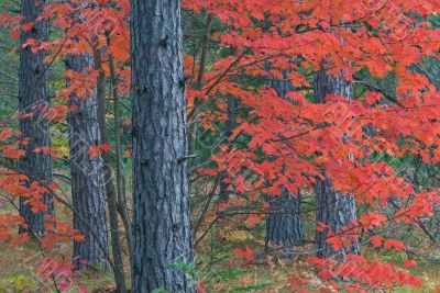 Autumn Maple in Pines