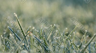 Frozen grass 2