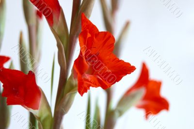 Red Gladiolus
