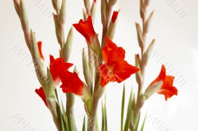 Red Gladiolus