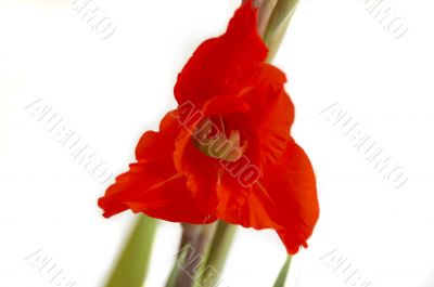 Red Gladiolus