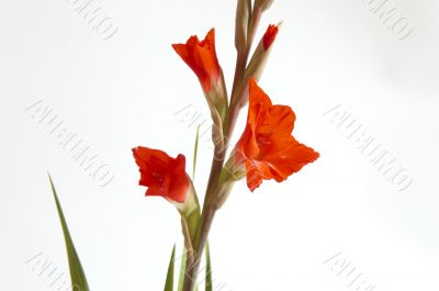 Red Gladiolus