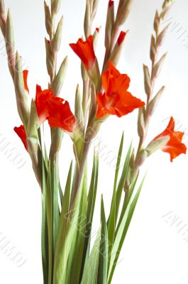 Red Gladiolus