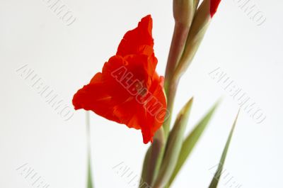 Red Gladiolus