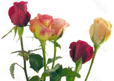 posy of pretty various roses posy of pretty various roses