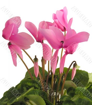 pink cyclamens