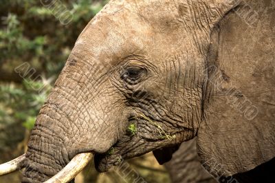 Elephant Close Up