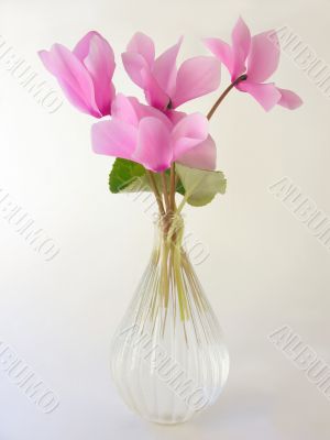 posy of pink cyclamens posy of pink cyclamens