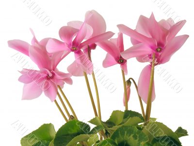 blooming cyclamen plant blooming cyclamen plant