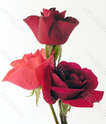 roses roses