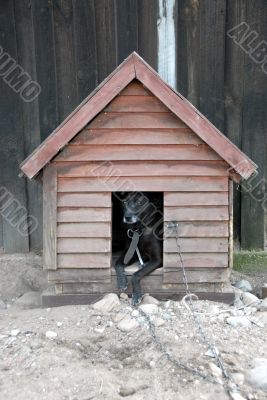 dog in kennel