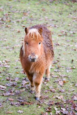Cold and wet pony