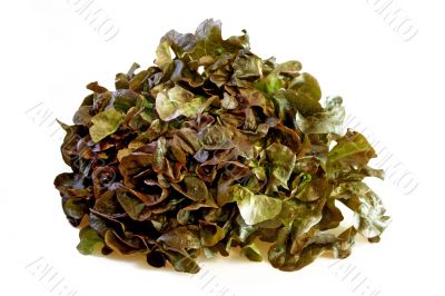 Fresh Lollo Rosso salad