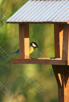 Great tit in his house Great tit in his house