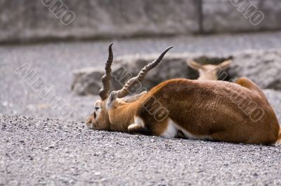 Male of the Black buck