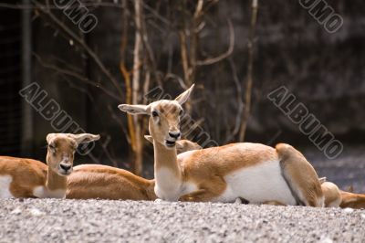 Blackbuck in close-up Blackbuck in close-up