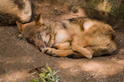 Mongolian Wolf sleeping