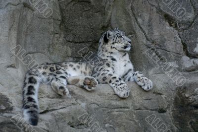 Graceful Snow leopard