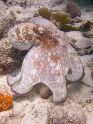 flared octopus