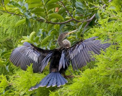 Anhinga