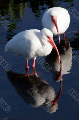 Egrets