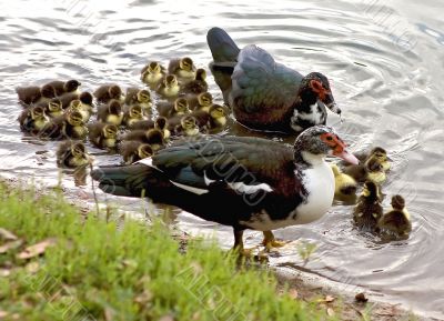 Duck Family