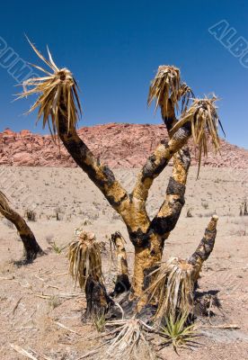 Red Rock Canyon