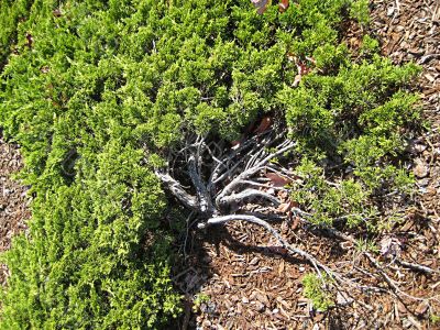 Parking Lot Shrub