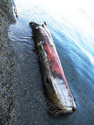 Salmon Colored Driftwood