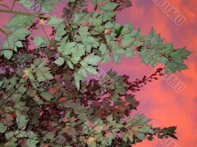 Frosted Leaves of Fire in the Sky Frosted Leaves of Fire in the Sky