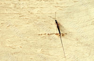 The VIP - a mosquito. The VIP - a mosquito.