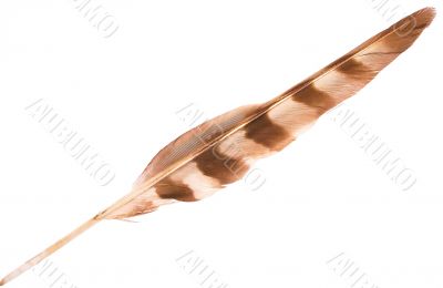 Feather of an owl. Feather of an owl.