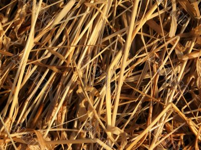 Hay - the dry oblique grass.