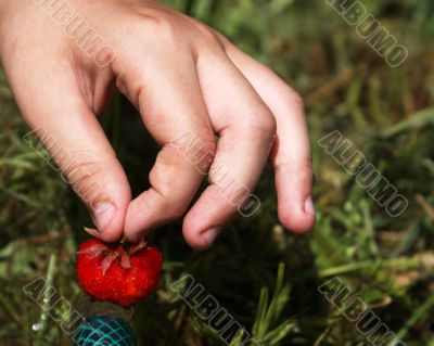 The first berry.