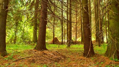 Morning in a coniferous wood.