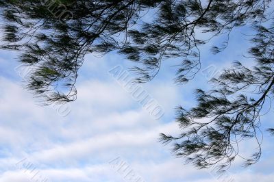 Tree branches against blue sky, in summer season