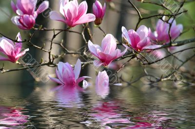 Japanese Magnolia