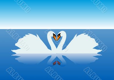 Gracious swans