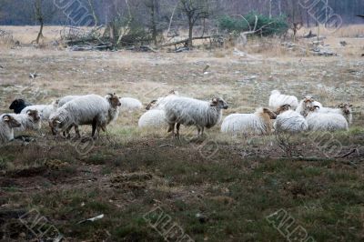 Wild sheep on the heath