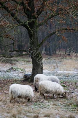 Wild sheep surround a lone tree