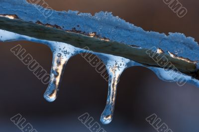 Icicles on Grass Stem