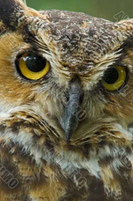 Great Horned Owl Portrait