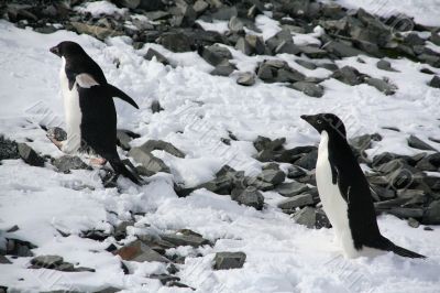 Adelie penguins climbing a hill