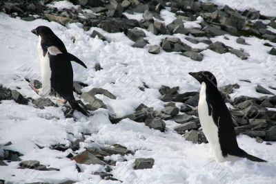 Adelie penguins climbing a hill Adelie penguins climbing a hill