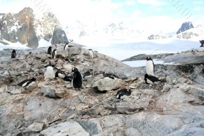 Large group of nesting gentoo penguins Large group of nesting gentoo penguins