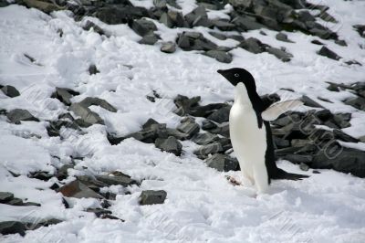 Adelie penguin starting up a hill,