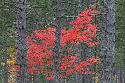 Autumn Maple in Pines