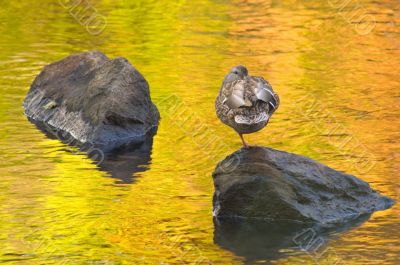 Female Mallard