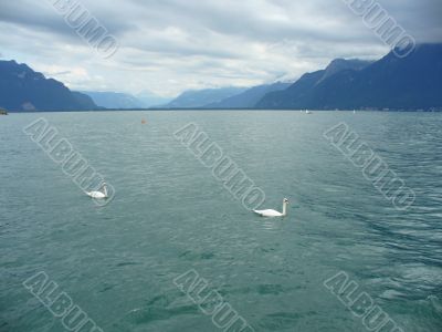 The lake and the swans The lake and the swans